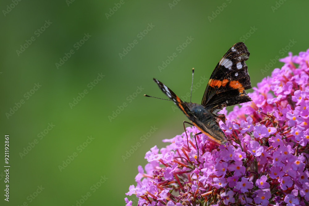Butterfly admiral butterfly on a David's cumulus flower. Butterfly admiral butterfly on a David's cumulus flower.