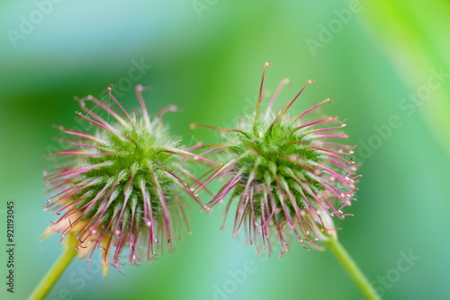 a pair of wood avens