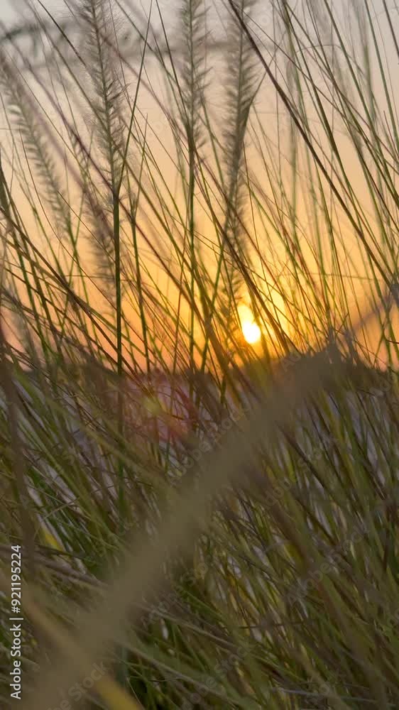 Sunset glow over desert grass area showcases erosion prevention efforts Golden light emphasizes importance of vegetation, highlighting natural beauty and ecosystem's role in combating erosion Sunset glow over desert grass area showcases erosion prevention efforts Golden light emphasizes importance of vegetation, highlighting natural beauty and ecosystem's role in combating erosion