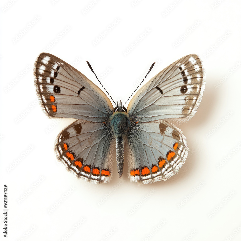 Detailed Studio Photo of a Gray Hairstreak Butterfly Detailed Studio Photo of a Gray Hairstreak Butterfly