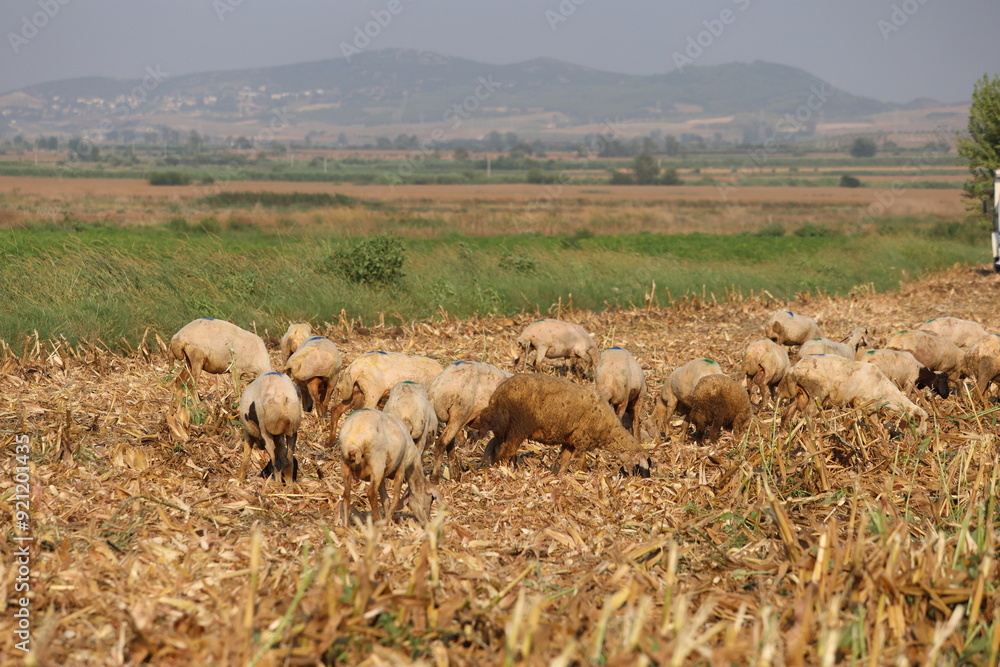 Fototapeta premium sheep grazing corn crop residues in the field