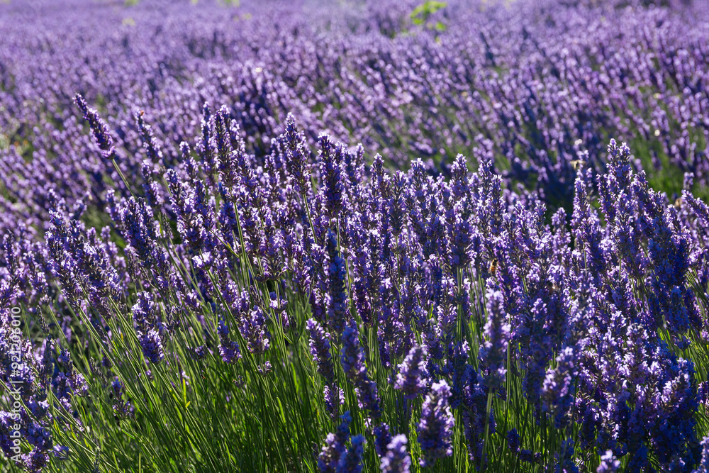 Obraz premium Violet lavender field in Provence in selective focus. Lavender flowers at sunset, with blooming lavanda. Lavandula angustifolia plants in full bloom just about ready for harvesting.