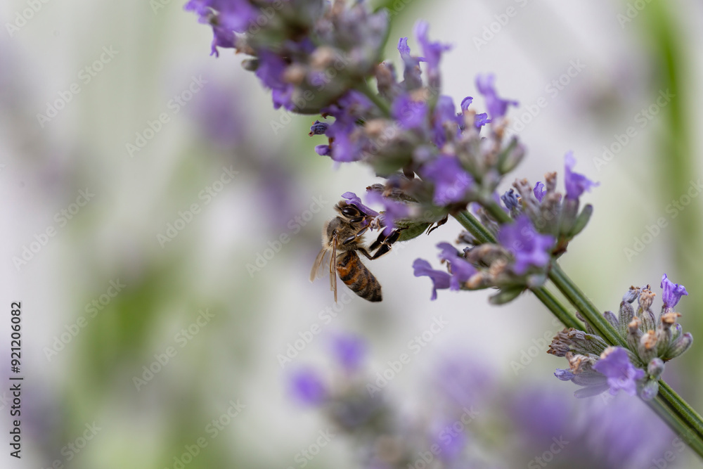 A bee (Apis mellifera) collects nectar from lavender. Lavandula angustifolia plants in full bloom. A bee (Apis mellifera) collects nectar from lavender. Lavandula angustifolia plants in full bloom.