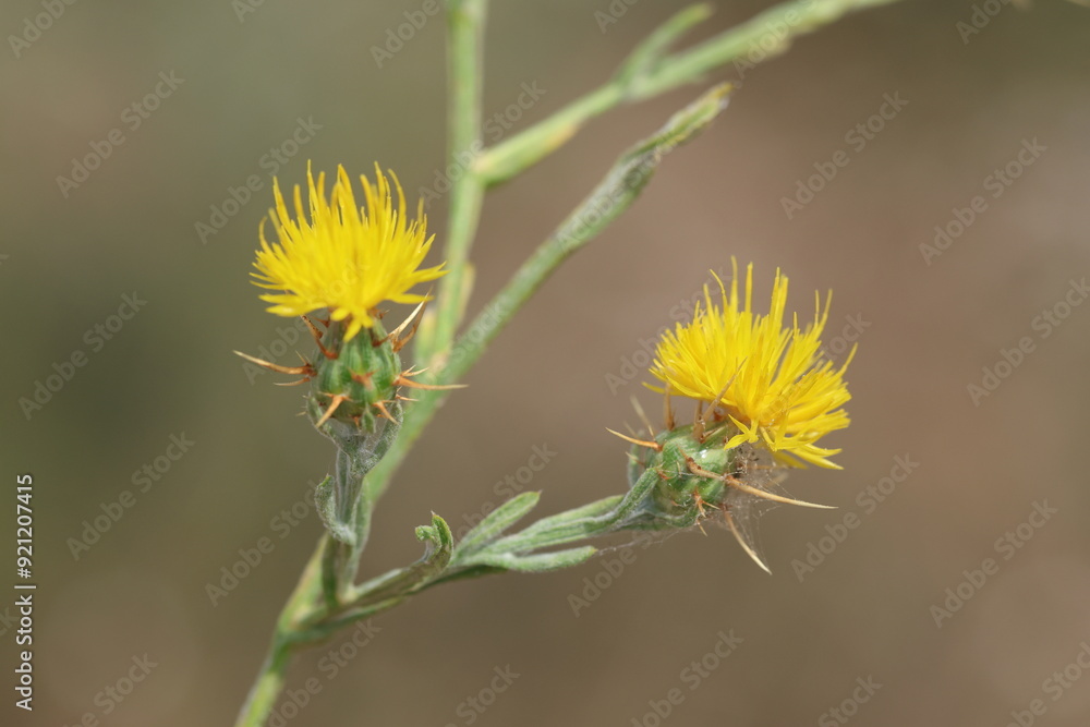 Flower of the yellow star thistle (Centaurea solstitialis) Flower of the yellow star thistle (Centaurea solstitialis)