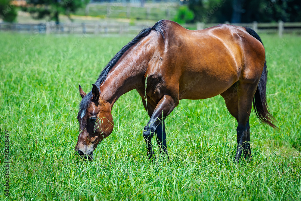 Domestic horses at a farm in Rome Georgia. Domestic horses at a farm in Rome Georgia.