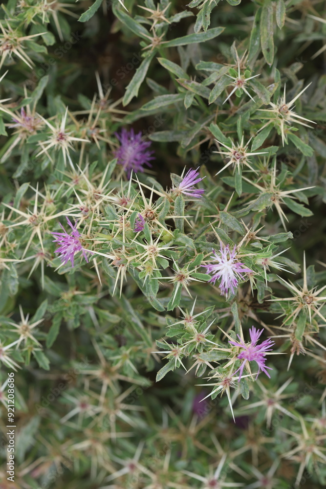 Centaurea iberica is a species of Centaurea Centaurea iberica is a species of Centaurea