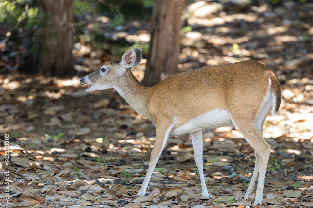 Female white-tail deer in the woods in Rome Georgia. Female white-tail deer in the woods in Rome Georgia.