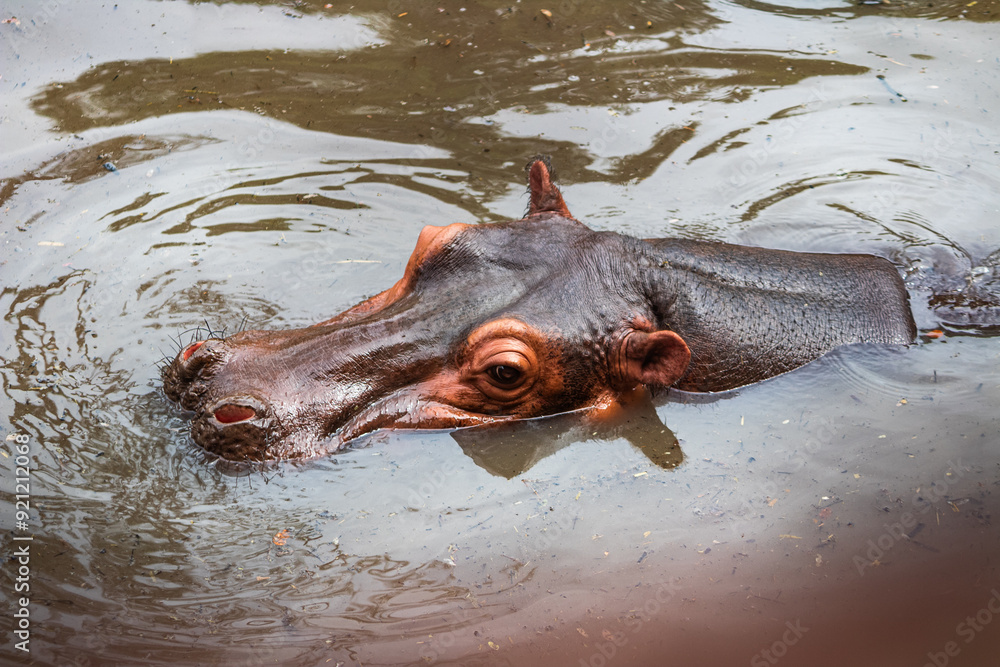 Obraz premium hippopotamus in water