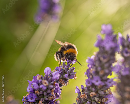 bee on a flower