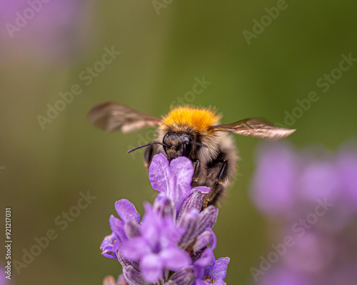 bee on a flower