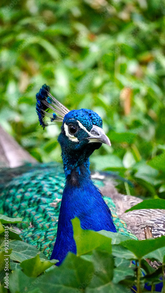 Obraz premium peacock in the park Łazienki Królewskie Warsaw Poland animal paw