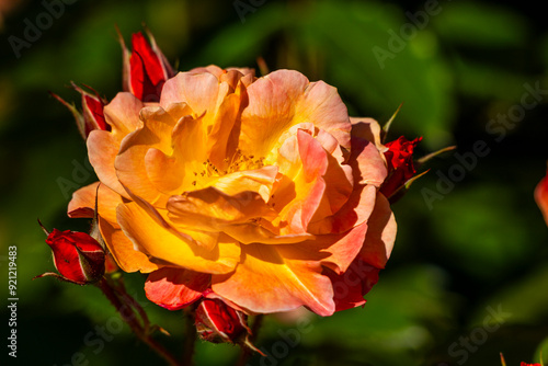 Roses dans les jardins de Valloires photo