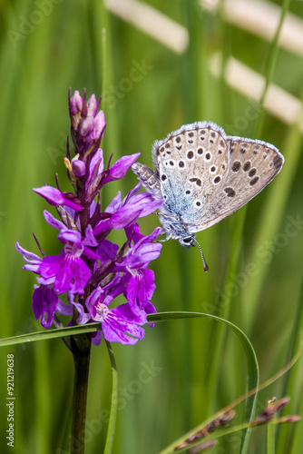 a blue butterfly with black dots called Mazarine blue on a purple orchid and green blurred background photo