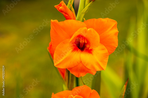 Macro view of orange gladiolus flower blooming on sunny summer day.