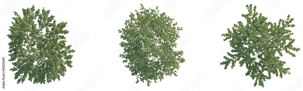 Naklejka premium Davidia involucrata tree plant 4k png cutout