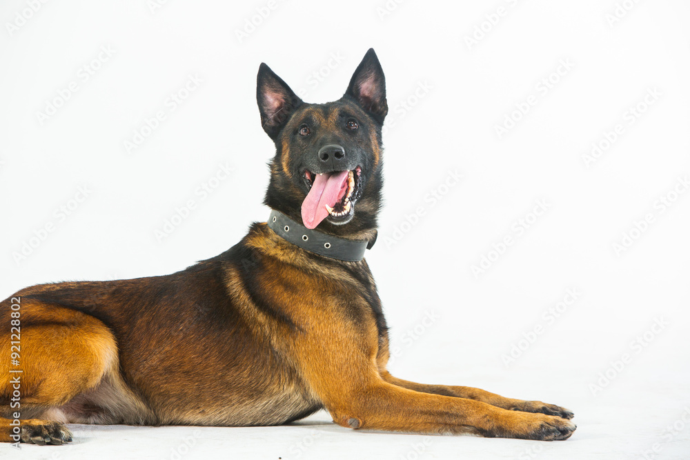 German shepherd dog on a white background, close-up portrait. German shepherd dog on a white background, close-up portrait.
