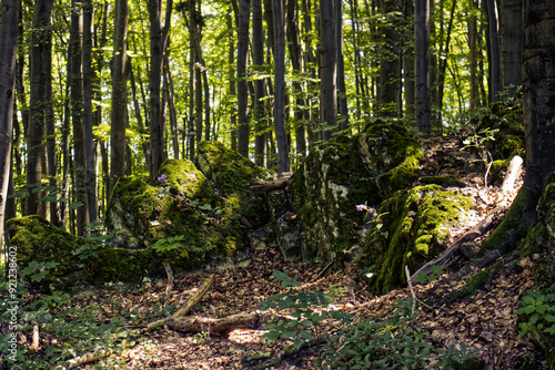 Dark forest with rays of sunlight shining through tree trunks. Narrow tree trunks. moonlight rays falling into the dark forest. Forest, nature, summer, season, environment.