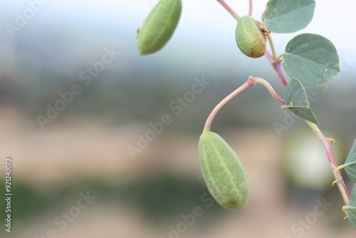 flowers and leaves Capparis spinosa photo