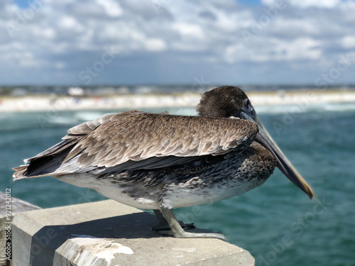 Vászonkép Navarre pelican