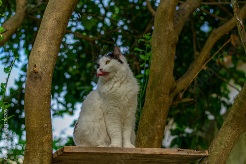 gato sentado em uma plataforma numa árvore lambendo os bigodes photo