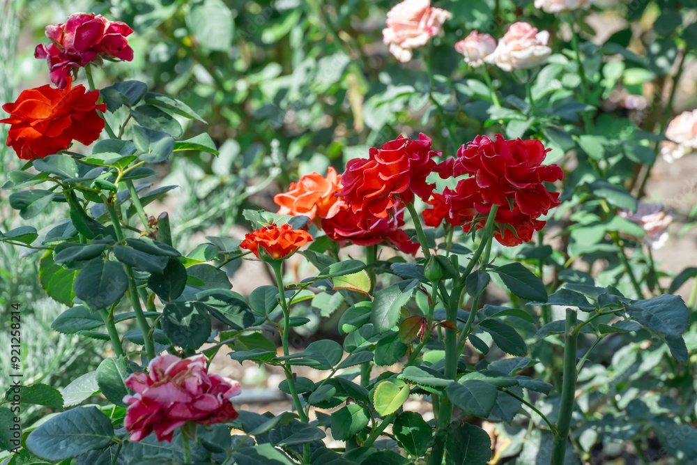 Beautiful red rose flowers growing in country rose garden. Rosebush abundant blooming in summer. Nature background with flowering scarlet roses. Natural floral spring blooming garden or park backdrop.