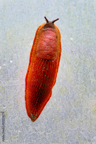 European red slug aka Chocolate arion (Arion rufus) crawling up the exterior polythene of a polytunnel
 photo