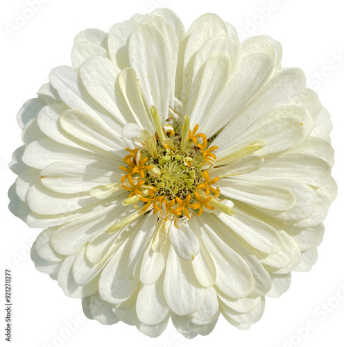 White zinnia isolated on transparent background. Cut out flower in PNG 
