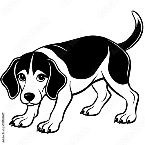 beagle crouching vector the beagle lowers illustration photo