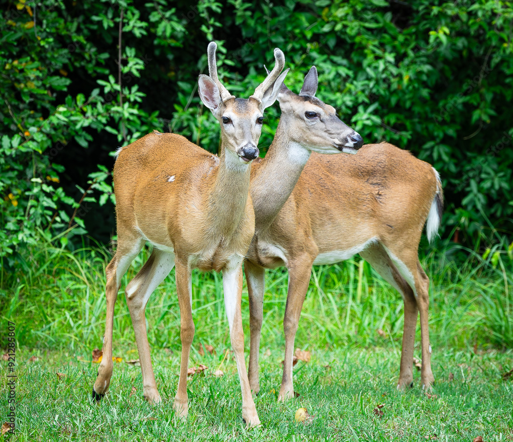 Juvenile whitetail deer buck in a deer herd at a wildlife sanctuary in Rome Georgia. Juvenile whitetail deer buck in a deer herd at a wildlife sanctuary in Rome Georgia.