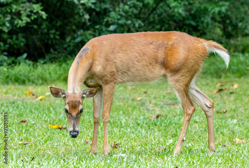 Whitetail doe behavior in a herd at a wildlife sanctuary in Rome Georgia.