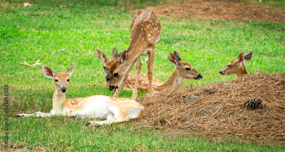 Obraz premium Whitetail Deer herd behavior at a wildlife sanctuary in Rome Georgia.