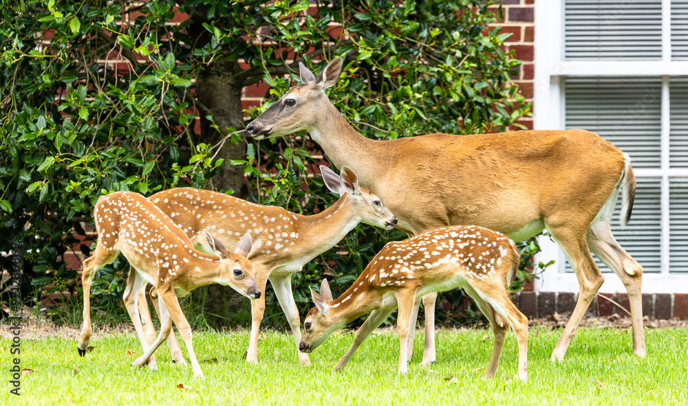Whitetail Deer herd behavior at a wildlife sanctuary in Rome Georgia. Whitetail Deer herd behavior at a wildlife sanctuary in Rome Georgia.