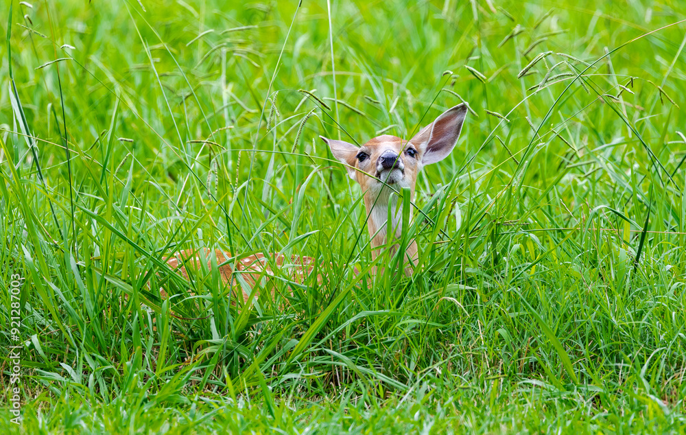 Fototapeta premium Whitetail fawn natural behavior in a herd at a Wildlife sanctuary in Rome Georgia.