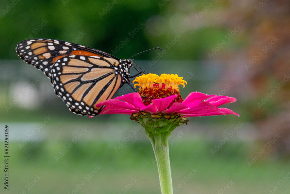 Orange monarch butterfly perched on yellow center of pink zinnia in flower garden Orange monarch butterfly perched on yellow center of pink zinnia in flower garden