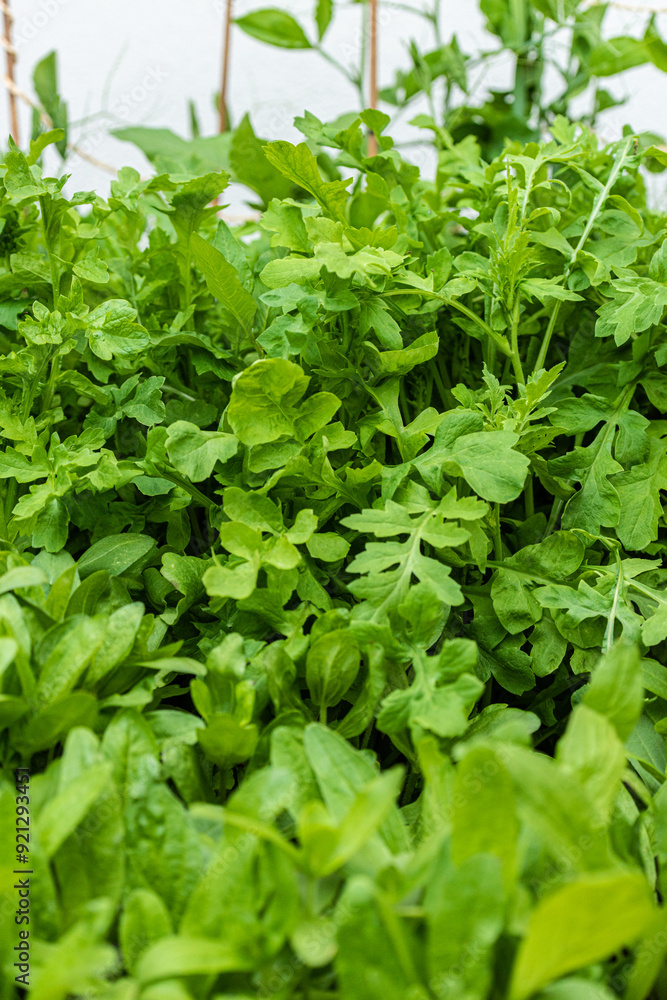 Fresh green salad in a garden. Fresh green salad in a garden.