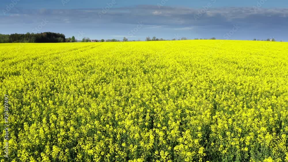 Drone flight over a rapeseed field with visible traces of agricultural machinery Drone flight over a rapeseed field with visible traces of agricultural machinery