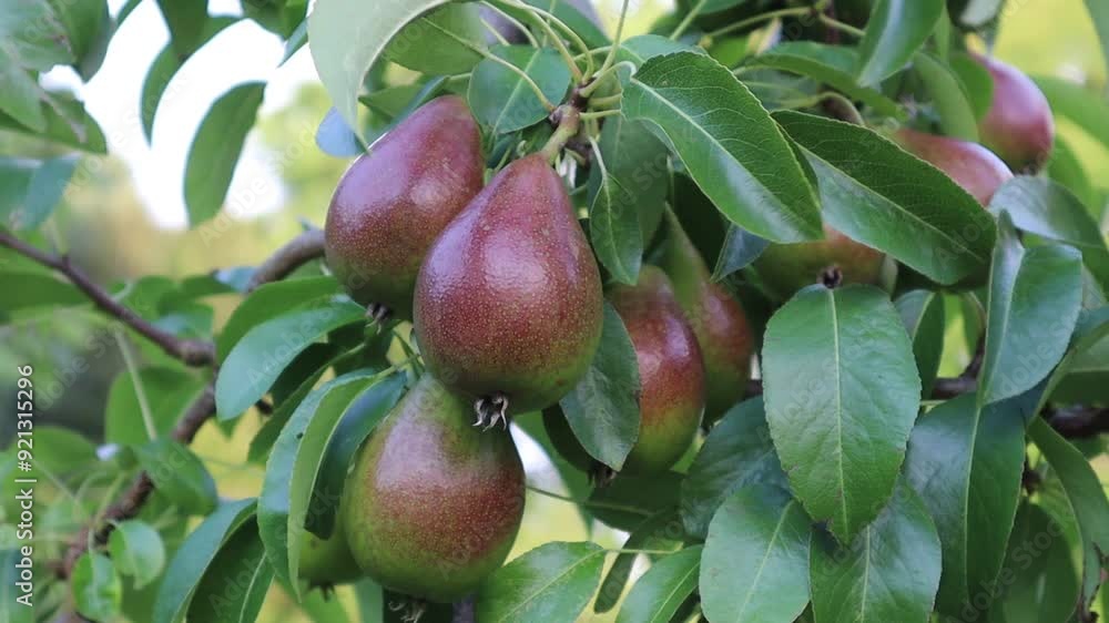 Pear fruit at a Swedish garden during the summer. Pear fruit at a Swedish garden during the summer.