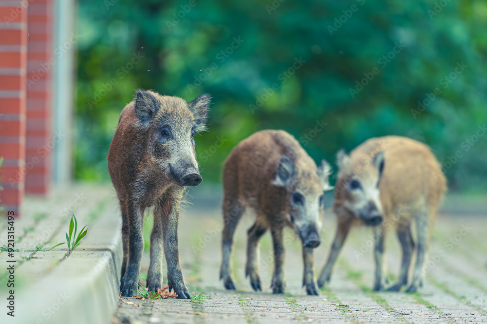 Fototapeta premium Wildschwein in der Großstadt