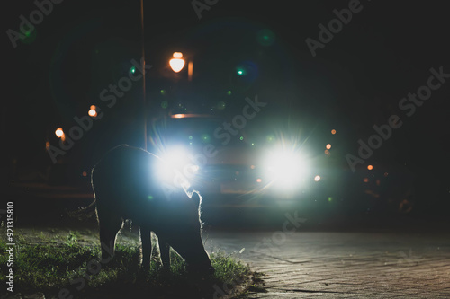 Wildschwein in der Großstadt