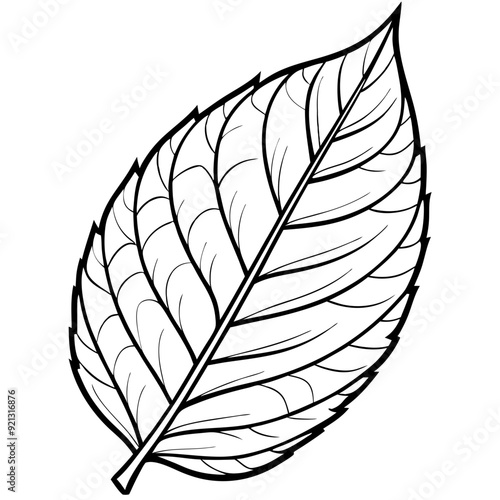 Vector Illustration Detailed Leaf Outline Nature Botanical Design Coloring Book Art