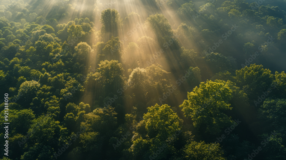 Obraz premium Majestic Woodland at Sunrise. Aerial Photograph with Light Rays coming through Trees. Nature Background