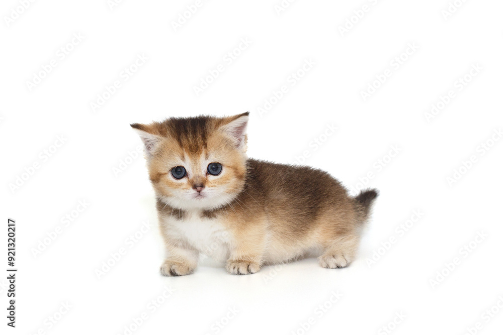Obraz premium Small cute kitten