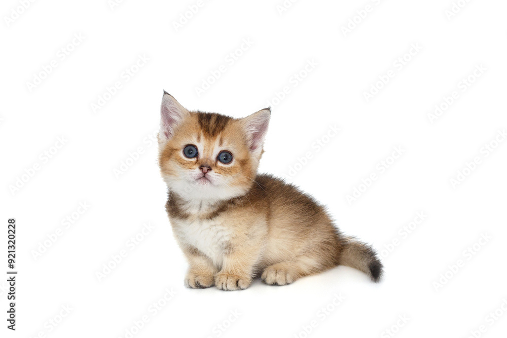 Small cute kitten Small cute kitten