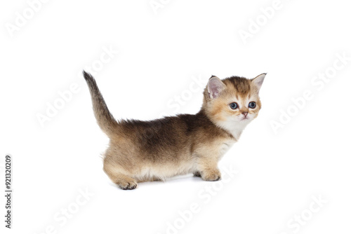 Small cute kitten