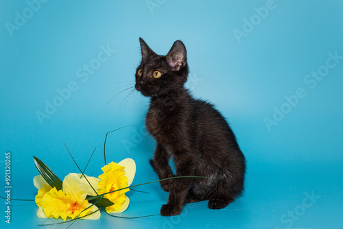 Small, playful black kitten and a yellow flower