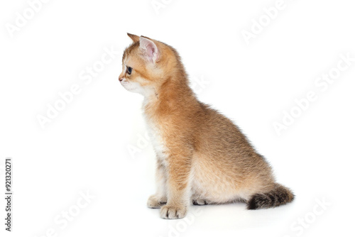 Small, Scottish bred kitten sits sideways in profile. photo