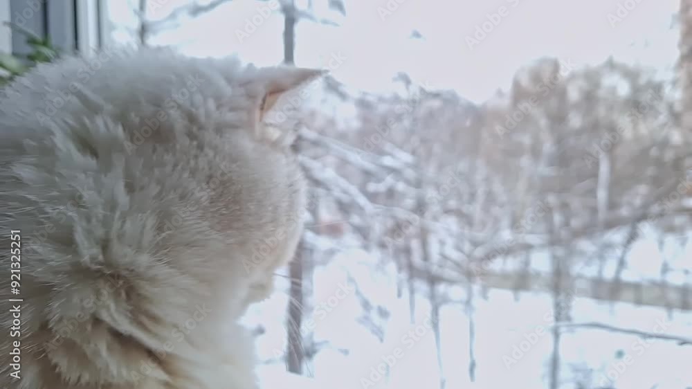 Cat looking out of the window at snowy landscape in wintertime. Cat looking out of the window at snowy landscape in wintertime.