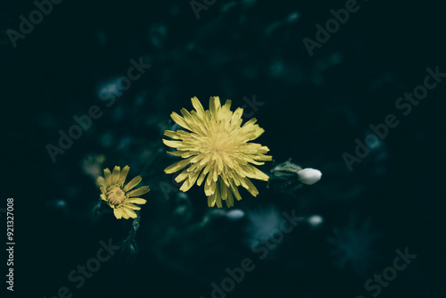 A close up of yellow Hawksbeard flowers on a meadow photo