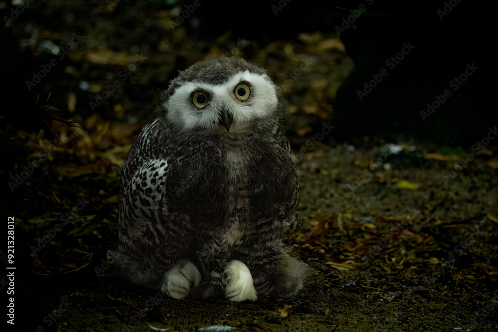 Obraz premium Surprised juvenile snowy owl with open mouth. Polar or white owl chick (Bubo scandiacus)
