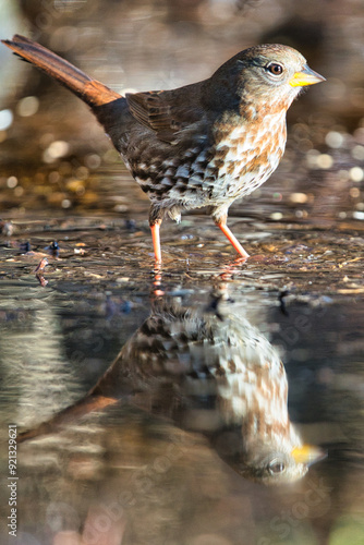 bird in the water
